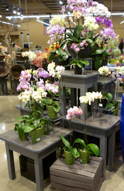 Floral, flower retail store fixtures, merchandising displays
